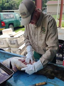 Summer fisheries technician Hunter Bechtel is shown determining the sex of flathead catfish and collecting additional biological data used for making management decisions.