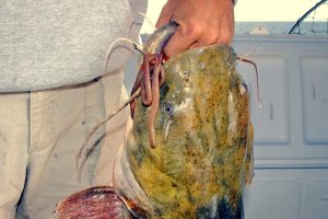 A flathead catfish proves that even simple nightcrawlers can be a winning bait choice for anglers just getting started.