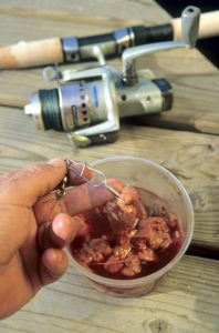 Fresh chicken liver on a treble hook is a time-tested catfish bait that delivers strong scent and dependable results for beginner anglers.