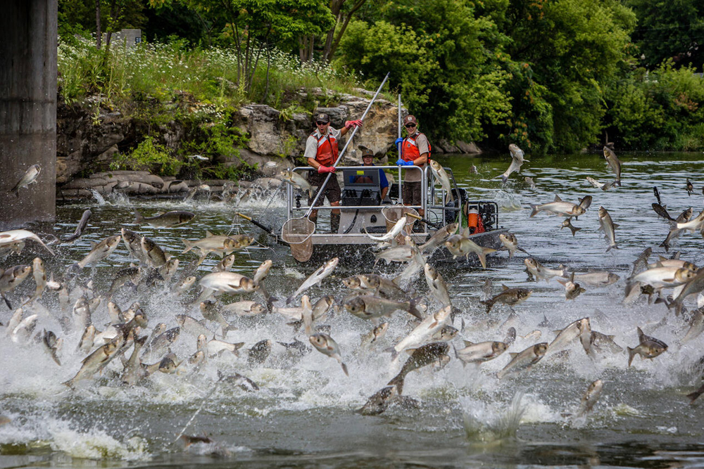 Clearing a River of Invasive Carp By Keith “Catfish” Sutton
