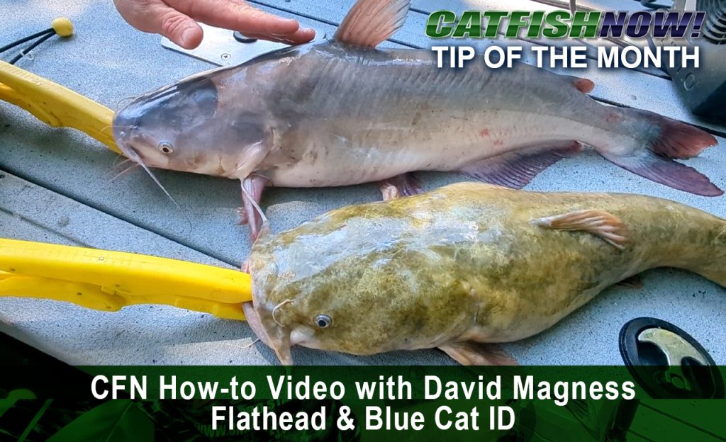 CFN How-to Video with David Magness—Flathead & Blue Cat ID
