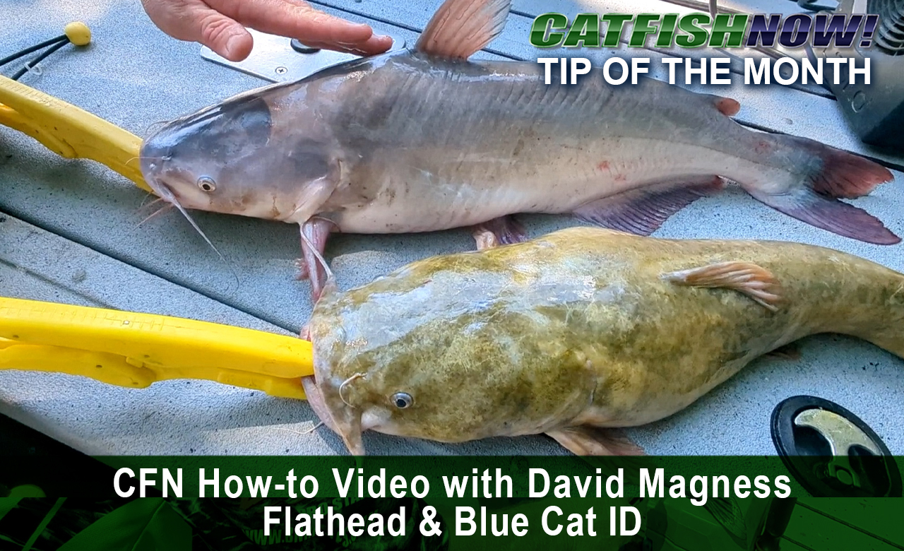 CFN How-to Video with David Magness—Flathead & Blue Cat ID - Catfish Now