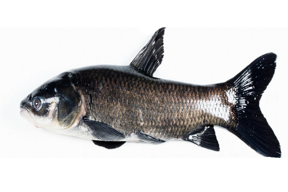 Invasive Black Carp Reported in Oklahoma