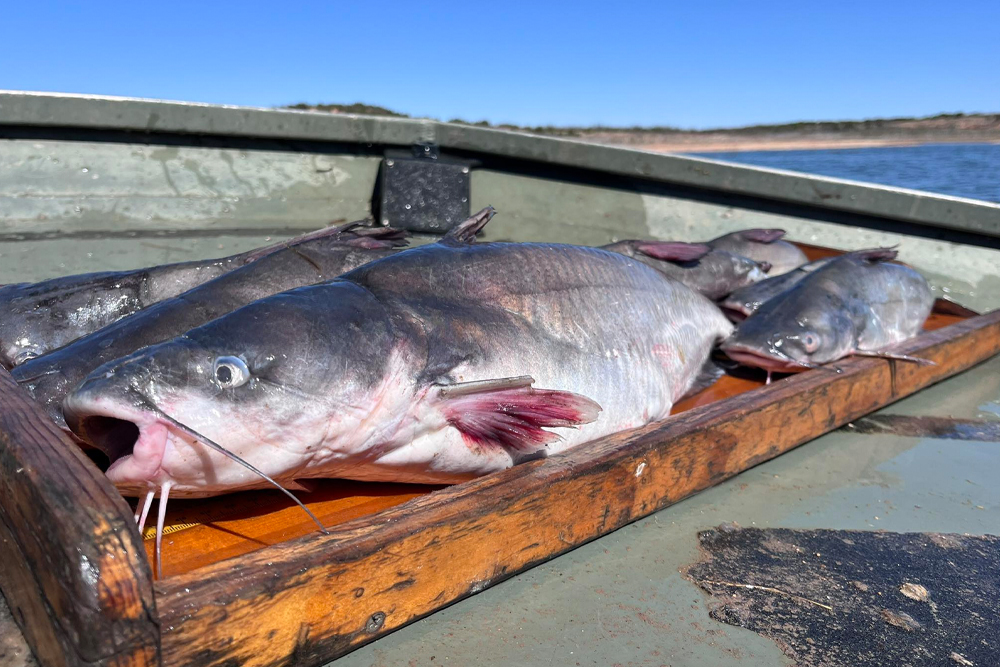 Sampling Shows Healthy Catfish Population in E.V. Spence Reservoir Source: Texas Parks & Wildlife