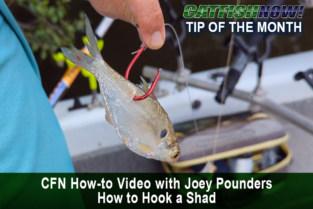 CFN How-to Video with Joey Pounders—How to Hook a Shad
