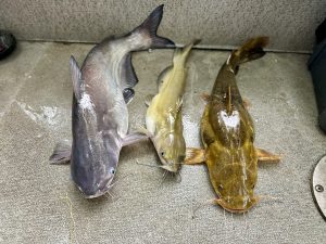 Blue, channel and flathead catfish caught on the same day on the Alabama River. (Photo by Anietra Hamper)