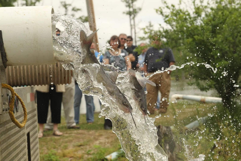 Catfish Kids: Arkansas Hatcheries Stocking Catfish Statewide Source: Arkansas Game and Fish Commission