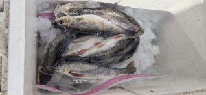 Freshly bagged white suckers that are about to be put on ice for up to five days before use as channel catfish cut-bait on the Red River.