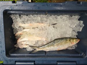 Capt. Aaron Massey packs his skipjack upside down in ice and keeps the water drained out. He says it will last two or three days like this and will catch fish as good as fresh caught.