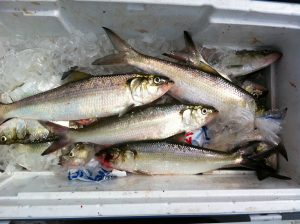 In the South, many catfishermen insist the only “real” bait you should ever use, if possible, is freshly caught skipjack, also known as river herring. They are very oily fish, hence when cut into pieces, distribute a large amount of oil and scent into the water to attract catfish.
