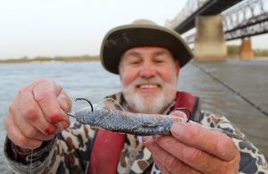 On the Mississippi River near Memphis, Tennessee, Asian carp are all too plentiful. Capt. James "Big Cat" Patterson can usually throw a cast net one time and have all the Asian carp he needs for a day's fishing. 