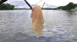 As a professional catfish guide since 2006, Capt. Richard Simms (the author) says, “Many times catching fresh fish for cut-bait is very hard and always time consuming, especially when you have paying clients. I literally could never have been a fulltime catfish guide if I hadn’t learned that chicken breast, straight from the grocery-store meat counter, makes excellent catfish bait.” Simms actually believes virtually any dead meat will work as catfish bait, provided you present it to the fish the right way. 