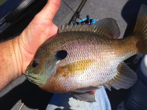In many areas where skipjack or other shad don’t live, catfishermen consider bluegill a prime bait. However, the regulations governing the capture and use of gamefish as bait vary widely state to state, so be sure and study your local regulations beforehand. 
