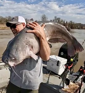 They are not necessarily common, but the Mississippi River probably produces more 90- to 100-pound-plus catfish per hour fished than almost anywhere in the country.