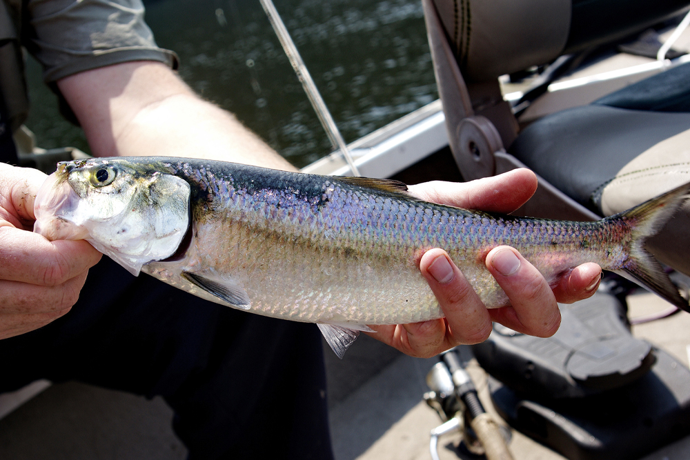 Catfish Basics: The Bait Equation Story and photo by Keith “Catfish” Sutton