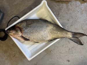 Michigan’s new state-record gizzard shad weighed 4.45 pounds and measured 20.3 inches long.