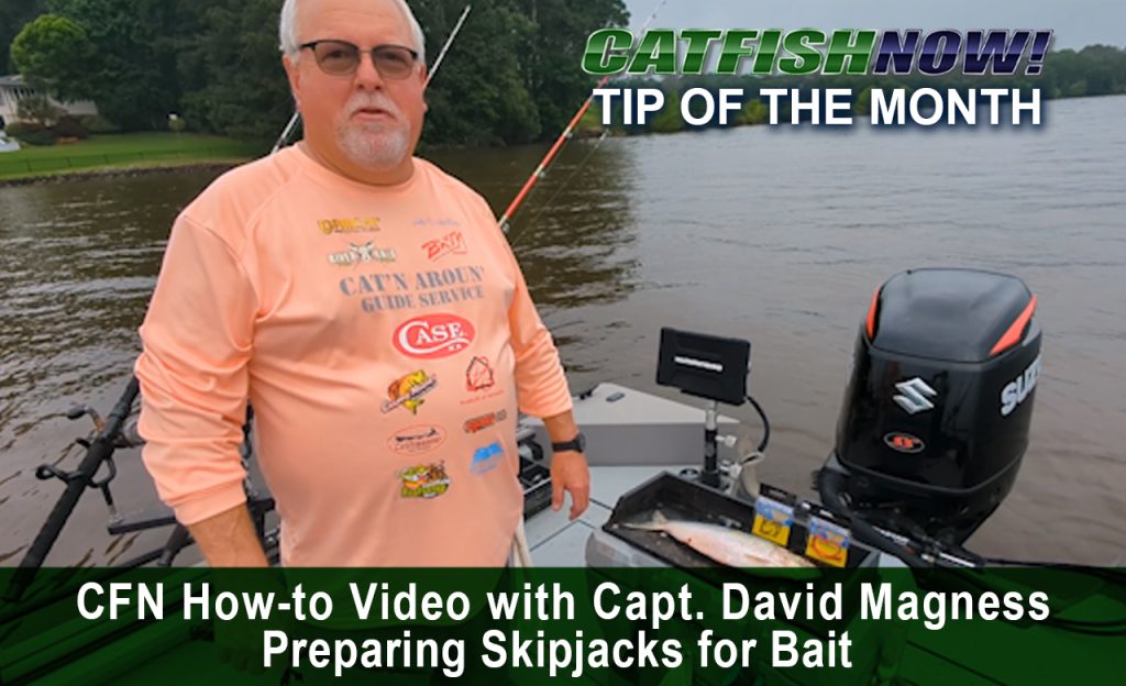 CFN How-to Video with David Magness—Preparing Skipjacks for Bait