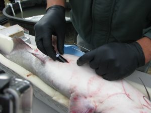 A fisheries biologist is surgically inserting a transmitter into a blue catfish to begin tracking its activity along the Ohio River between Kentucky and Ohio.