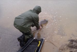 After surgically implanting the catfish with the transmitter, a biologist carefully releases the catfish back into the Ohio River. Ohio DNR photo