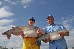 Multiple big blue catfish are often caught in the same area once anglers have the details sorted out.