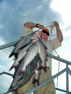 Randy Johnson has been a regular client of Scenic City Fishing Charters, largely because he always knows it’s a good way to stock his freezer with catfish fillets. Most Tennessee River catfish guides always encourage the release of trophy catfish but allow clients to keep as many cats as they want under 15 pounds.