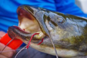 Boss Kat’s BK84 hook is designed to hook fish in the corner of the mouth to facilitate healthy catch and release. (Photo by Keith Sutton)