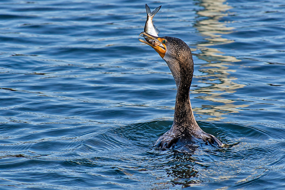 New Legislation Takes Aim at Cormorant Management