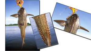 This is a cuiu-cuiu, also known as a ripsaw catfish or armored catfish. When Sutton caught this fish in the Xingu River of Brazil, it was an undescribed species of ripsaw catfish new to science at the time. 